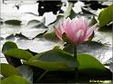 Parc floral 004